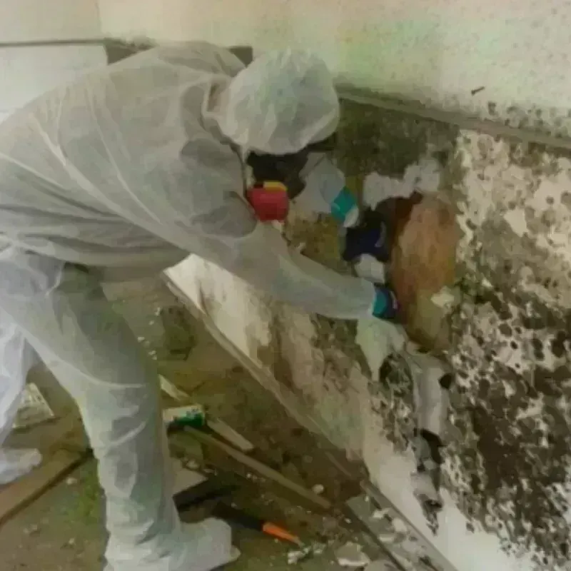 Mold Remediation and Removal in Quincy, MA